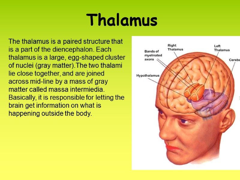 Thalamus The thalamus is a paired structure that is a part of the diencephalon.